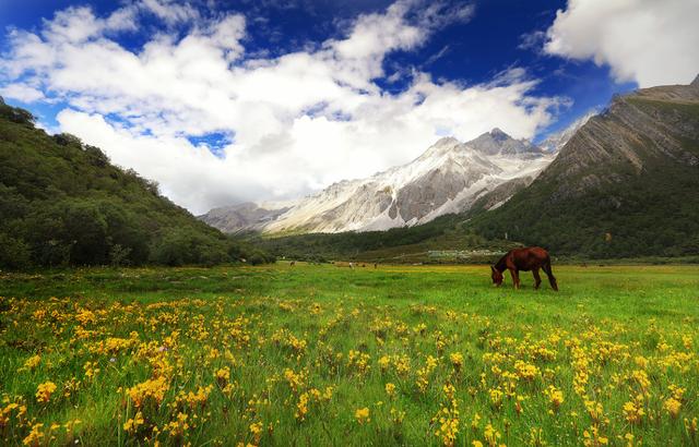 成都去拉薩路上的風(fēng)景大草原