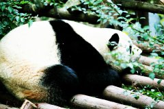 成都周邊游租車價(jià)格