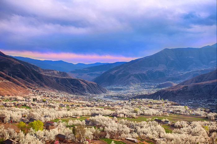 成都包車(chē)旅游打卡金川梨花