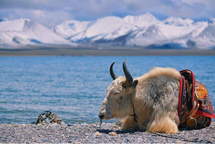 成都到拉薩租車價格一天多少錢