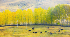 從成都到稻城亞丁旅游選擇包車還是報(bào)團(tuán)好