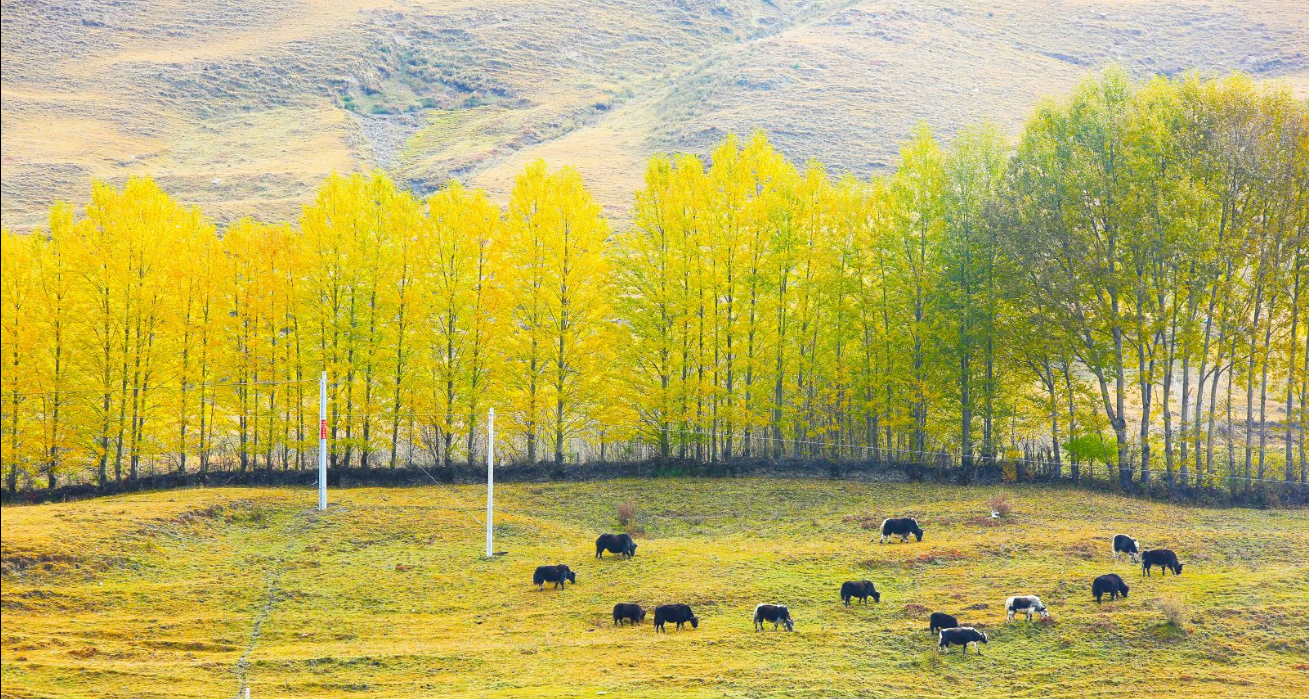 成都租車(chē)去西藏