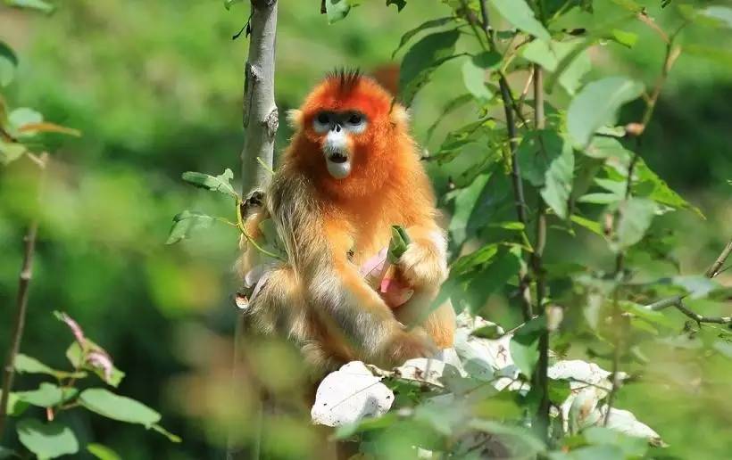 成都中秋適合租車自駕游的冷門景點(diǎn)-唐家河
