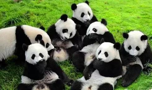 來(lái)成都租車旅行的25個(gè)理由