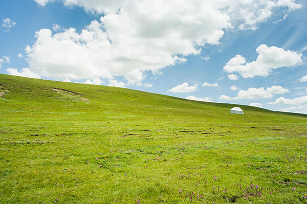 成都旅游租車去諾爾蓋看花