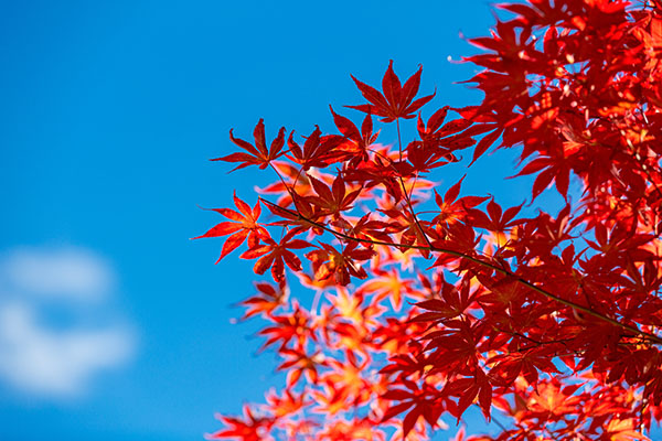 成都租車(chē)看紅葉，最全紅葉觀賞大全獻(xiàn)給你